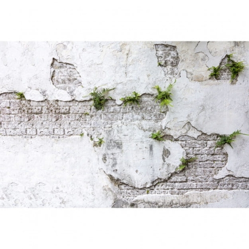plants-brick-wall (2).jpg