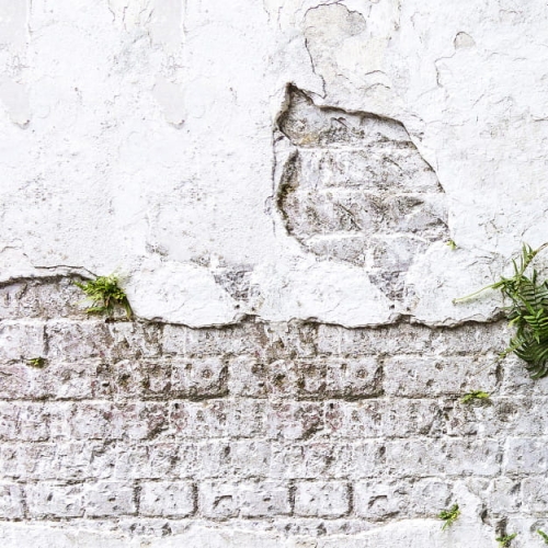plants-brick-wall (4).jpg