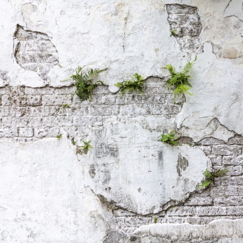 plants-brick-wall (5).jpg