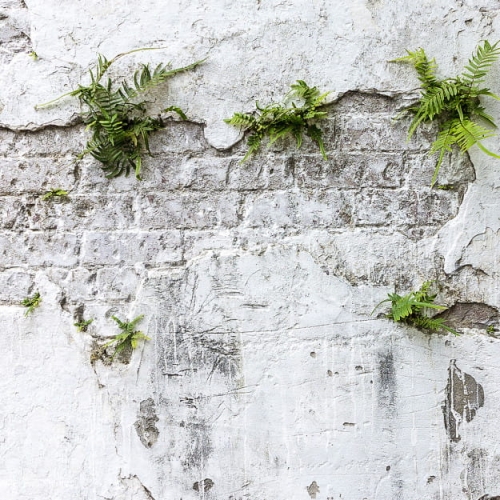 plants-brick-wall (1).jpg