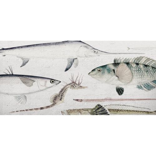 white-brick-wall-fish.jpg