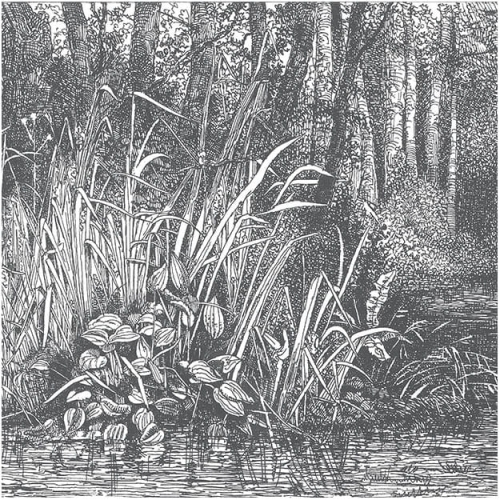 bushy-woods (2).jpg