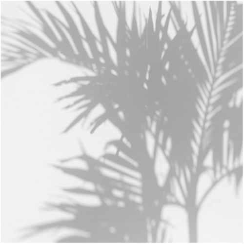 palm-shadow (1).jpg