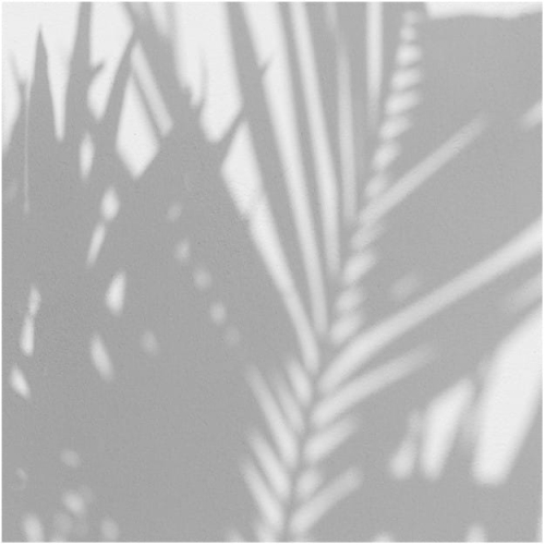 palm-shadow (4).jpg