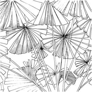 Grafika Les Dominotiers VOLUME 3 Sagamore Black and White DOM1412-1