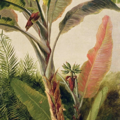 banana-tree.jpg