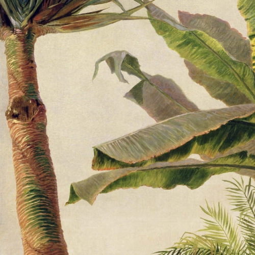 banana-tree (2).jpg