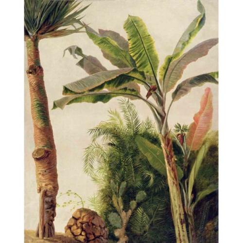 banana-tree (1).jpg
