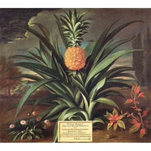 Grafika Les Dominotiers VOLUME 2 Pineapple DOM12/11