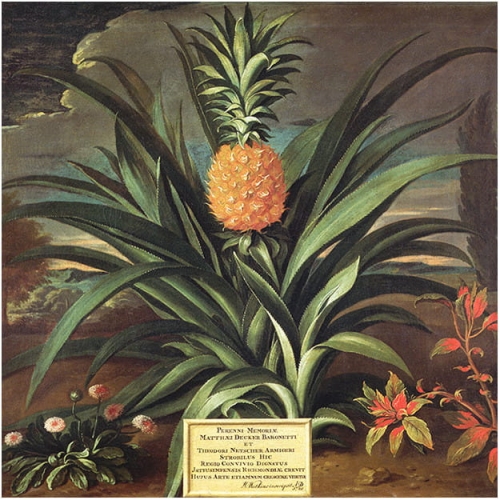 pineapple (1).jpg