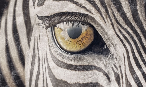 0020-1- ZEBRA GAZE_web.jpg