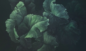 Grafika Rauv Green Lush 0037-1-CA