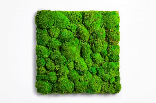 Panel-z-mchu-poduszkowego.jpg
