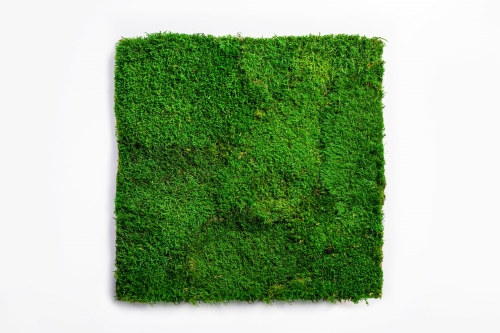 Panel-z-mchu-plaskiego.jpg