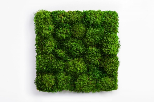 Panel-z-mchu-prowansalskiego.jpg