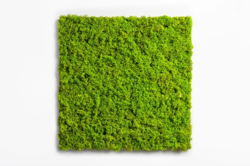 Mech widłak Selwa Forest 50x50 cm