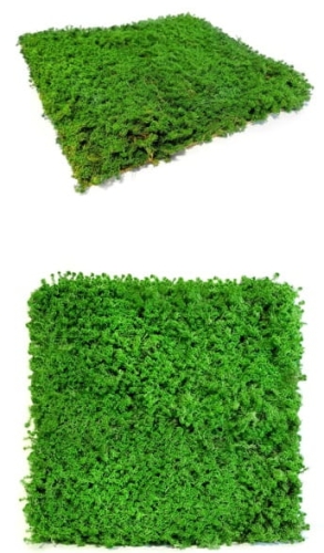 Panel-z-mchu-torfowca.jpg
