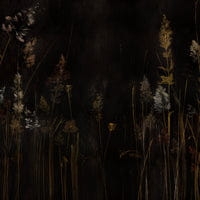 Wall Art Grafika Calamus