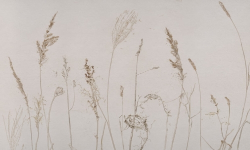 campo di avena.jpg