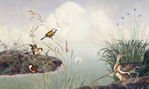 claudy-birds.jpg