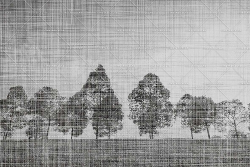 LINDEN-TREE-VAR-02-30X20-100dpi-rgb.jpg