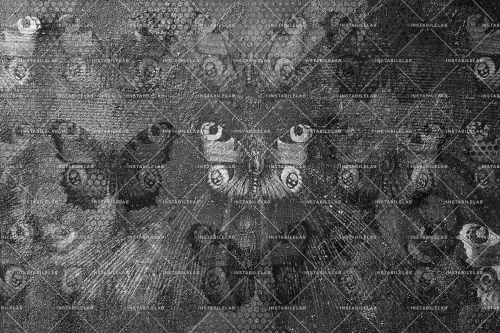 THE-BUTTERFLY-01-30x20-100dpi-rgb.jpg