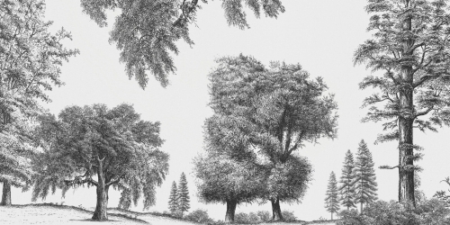 Arboribus-VE080-1.jpg