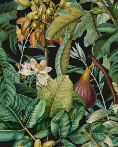 MINDTHEGAP Tropical Wanderlust Figs and Dates WP20517