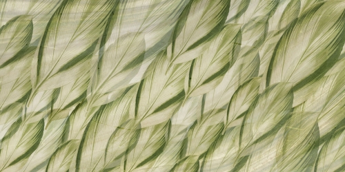 Dracaena-SM006-1.jpg
