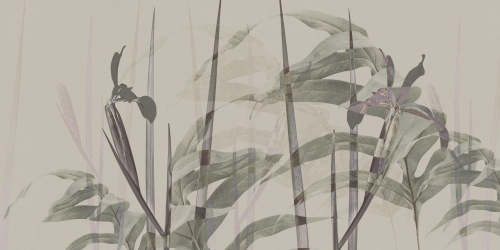 Narciso-AP086-1.jpg