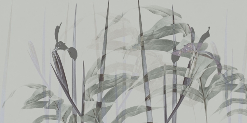 Narciso-AP086-2.jpg