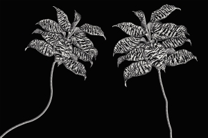 Tapeta RIMURA Oasis VE063-2