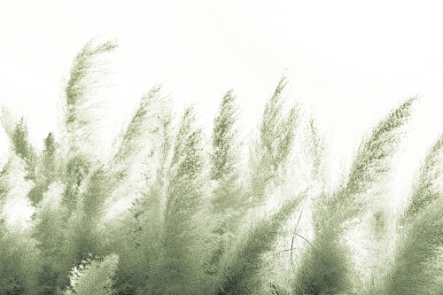 Pampas-VE064-1.jpg