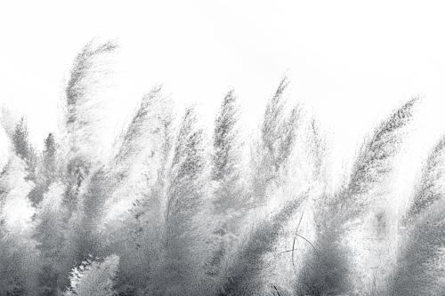 Pampas-VE064-2.jpg
