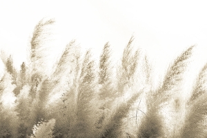 Tapeta RIMURA Pampas VE064-3