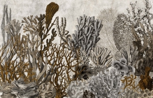 Fototapeta Wall and more Coral 2411 16A