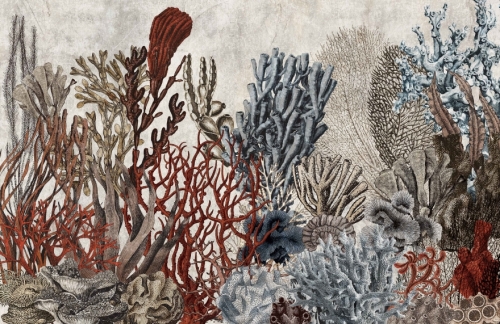 Fototapeta Wall and more Coral 2413 17C