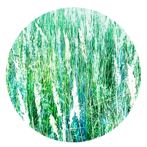 Grafika-Metalic-Art-Dots-W-trawie.webp