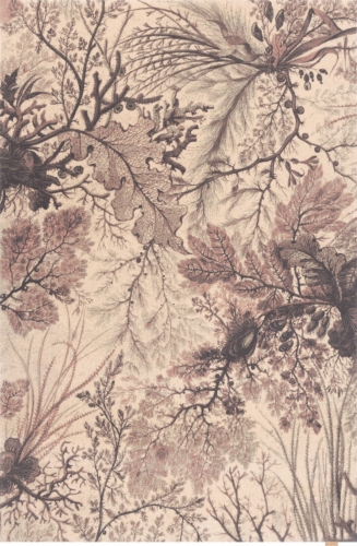 MARITIME_rose_rozany_2,00x3,00_P-medium.jpg