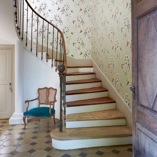 Harlequin Amazilia Amazilia