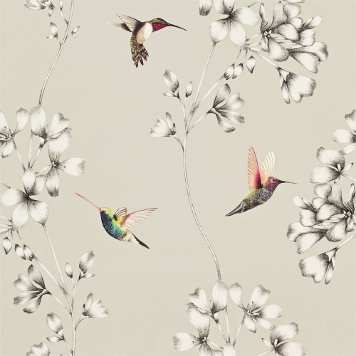 Harlequin Amazilia Amazilia 111062